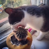 котики едят кактус