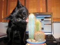 черный кот лижет кактус на столе у компьютера