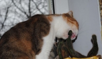 котики едят кактус на подоконнике