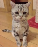 грустный серенький котик с грустными глазами