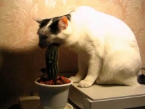 котики едят кактус на столе у компьютера