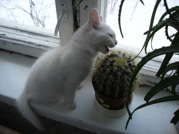 котики едят кактус на подоконнике